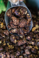 Castanha Caramelizada com Açaí